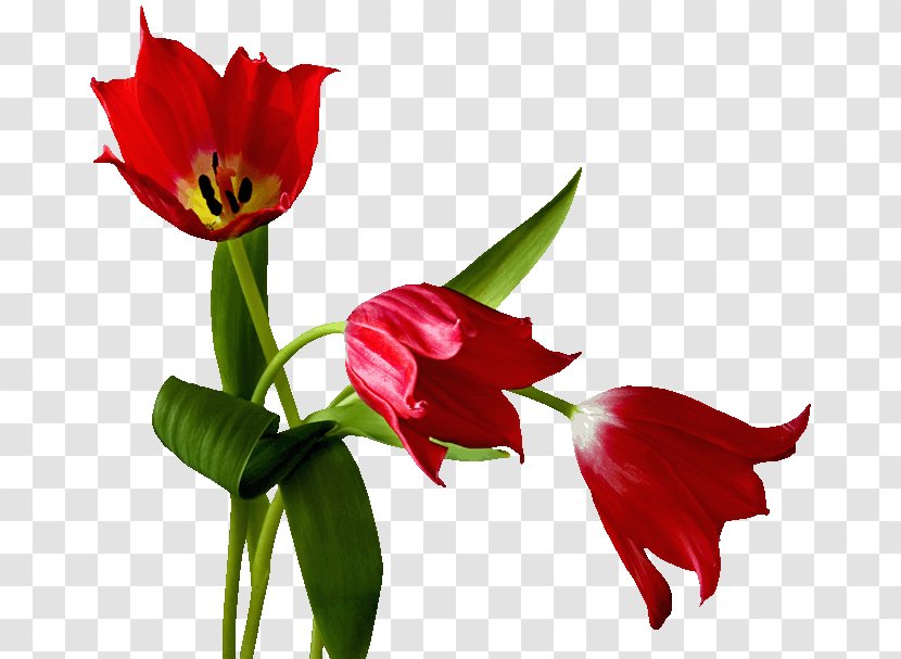 Montpellier Week Wallpaper - Villa - Red Tulips Transparent PNG