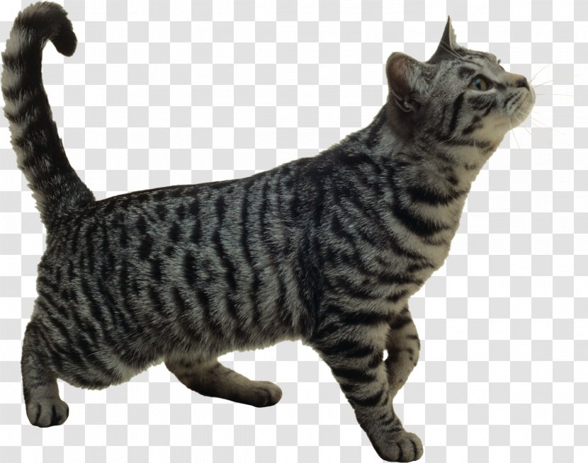 Kitten Maine Coon Bengal Cat Felidae Calico - American Wirehair Transparent PNG