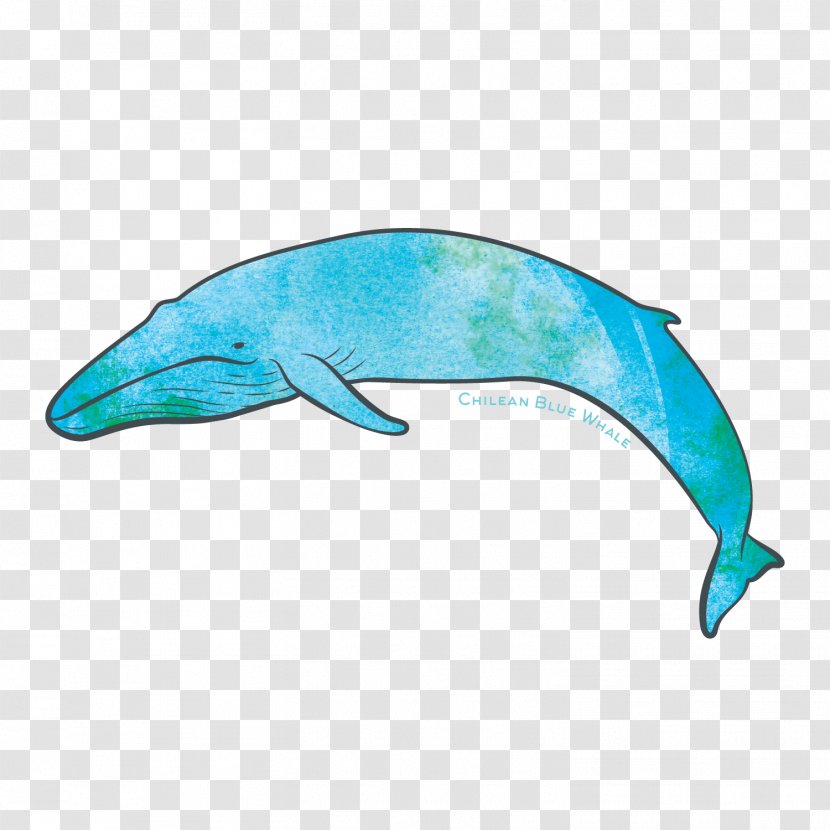 Common Bottlenose Dolphin Tucuxi Pacific Whale Foundation Organization Fauna - Blue Transparent PNG