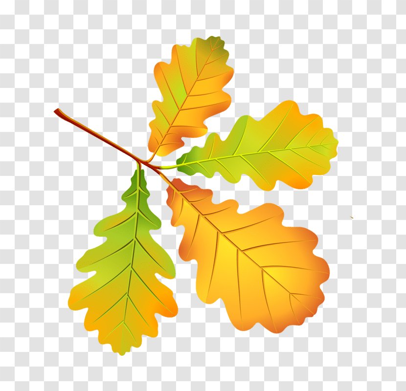 Autumn Leaf Color Leaves Transparent PNG