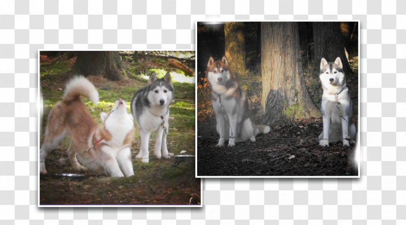 Dog Breed Photomontage Picture Frames - Carnivoran Transparent PNG