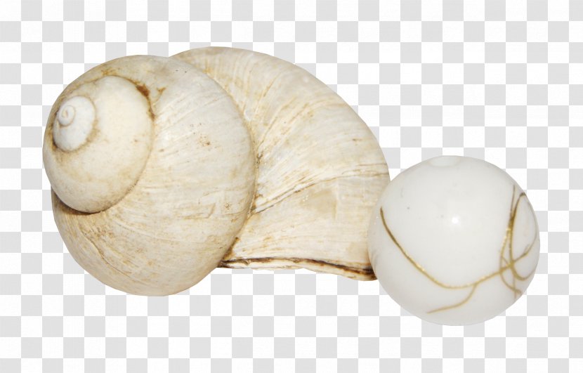 Pearl Conch Seashell - Pearls Transparent PNG