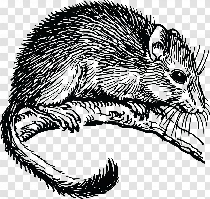 The Dormouse Drawing Domesticated Hedgehog - Black And White - Mouse Transparent PNG