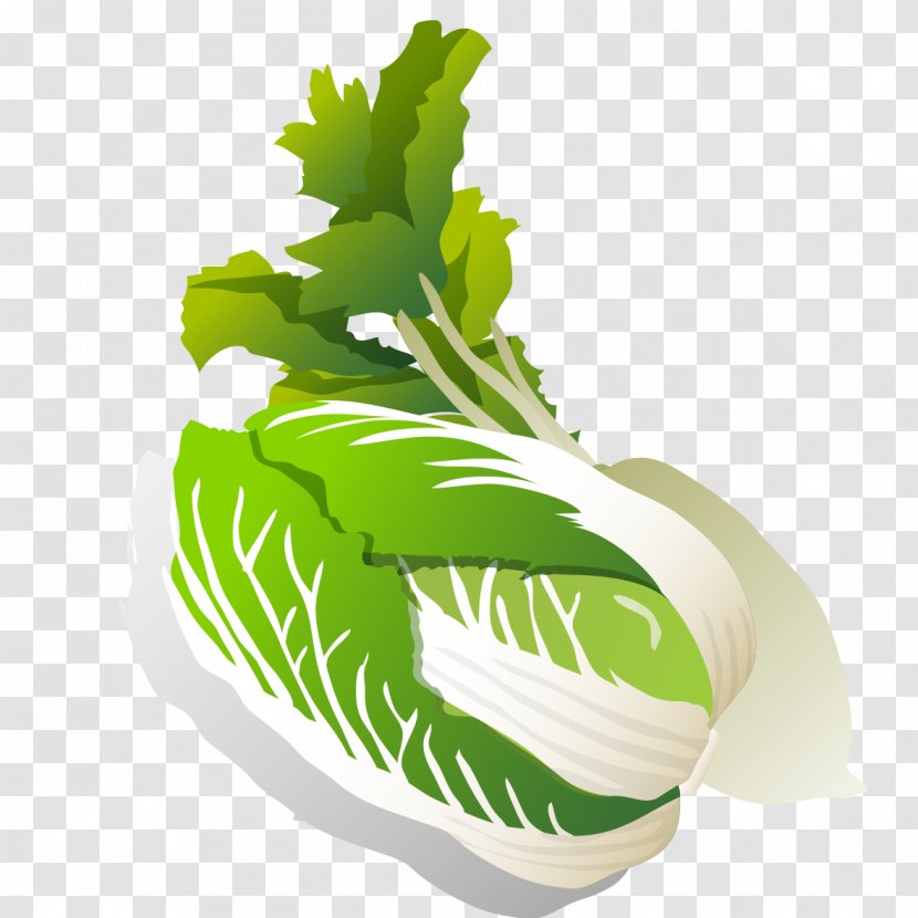Leaf Vegetable Daikon Turnip Napa Cabbage Chinese - Creative Transparent PNG