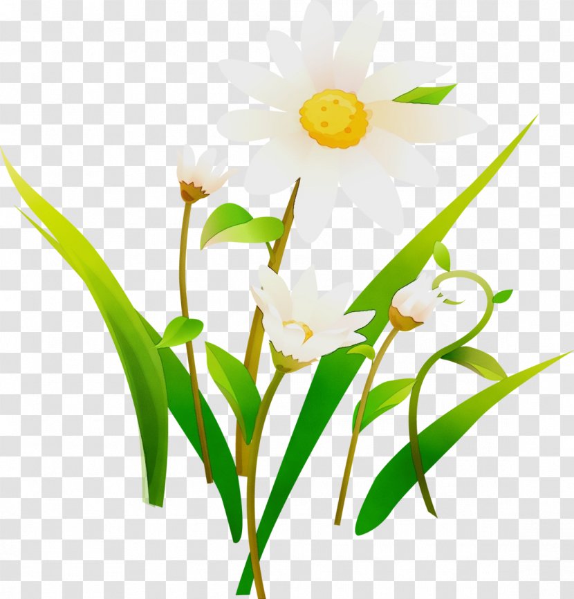 Flower Flowering Plant Petal Narcissus - Stem Grass Transparent PNG