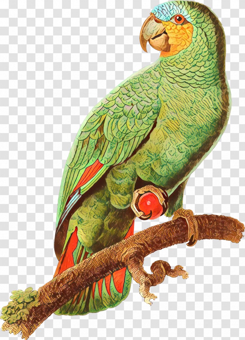 Macaw Parakeet Beak Feather Fauna - Bird Supply - Quetzal Transparent PNG