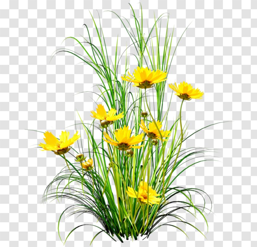 Dandelion Flower Clip Art - Flora - Yellow Transparent PNG