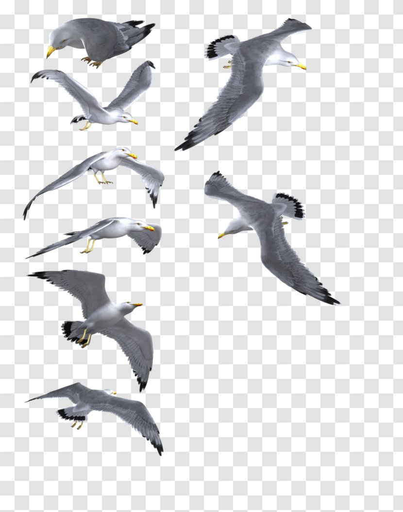 Gulls Bird Clip Art - Gull Transparent PNG