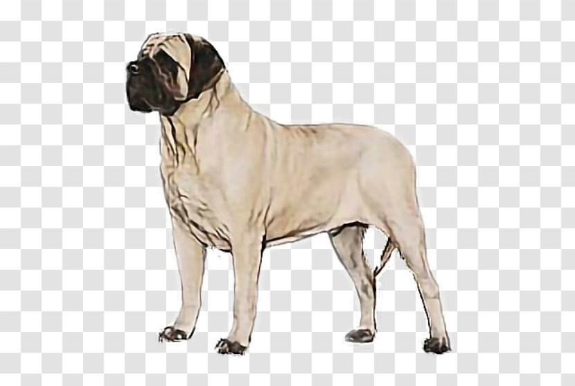 Dog Breed Bullmastiff English Mastiff American - Giant Transparent PNG