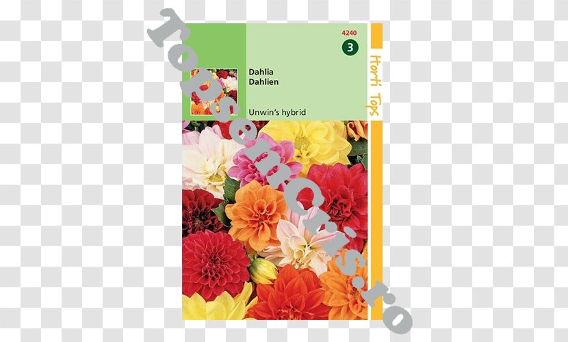 Dahlia Floral Design Unwins Seeds Cut Flowers - Seed - Dalia Transparent PNG