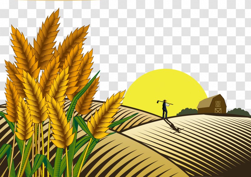 Paddy Field Oryza Sativa Farmer - Yellow - Sunset Wheat Transparent PNG