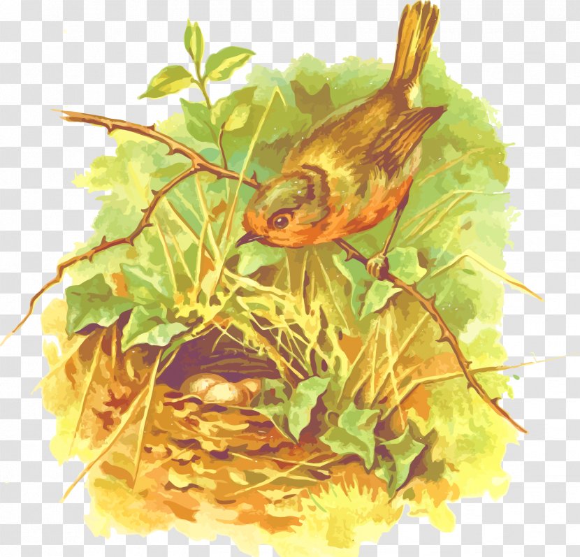 European Robin Bird Poster Nest Illustration - Vector Transparent PNG
