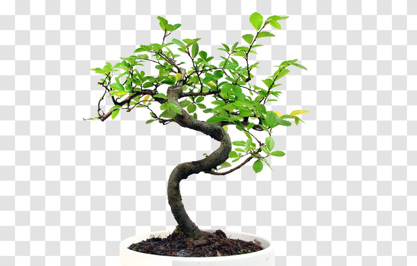 Communication Bonsai Event Planning Akadama Sageretia Theezans - Experience Transparent PNG