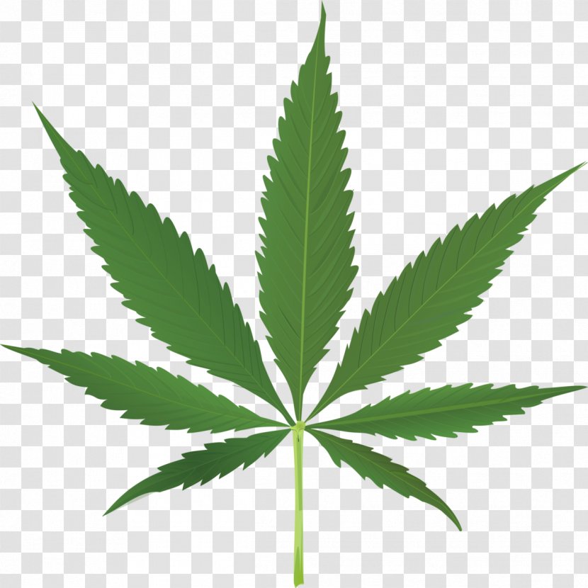 Medical Cannabis Legality Of Legalization Australia - Pot Leaf Transparent PNG