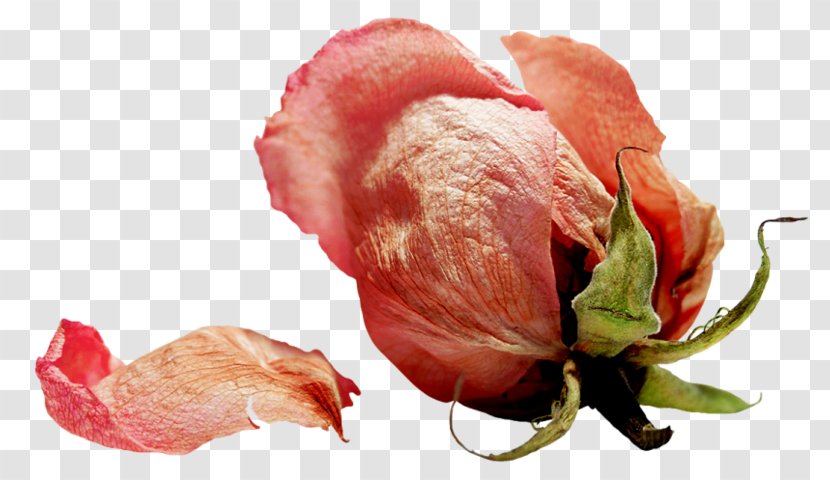 Flower Garden Roses Clip Art - Photography Transparent PNG