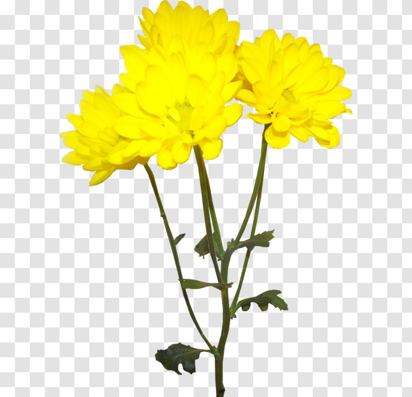 Chrysanthemum Yellow Flower Euclidean Vector - Vecteur - Decoration Pattern Transparent PNG