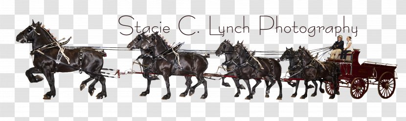 Mule Horse Harnesses Bridle Rein Photography - Mustang Transparent PNG