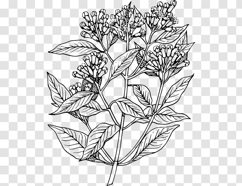 Clove Plant Drawing Tree - Monochrome Photography - Vector Garlic Transparent PNG