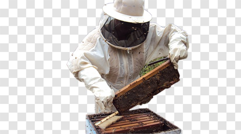 Beekeeper Itatiba Beekeeping Apitherapy Beehive - Market Segmentation - Colmeia De Abelha Transparent PNG