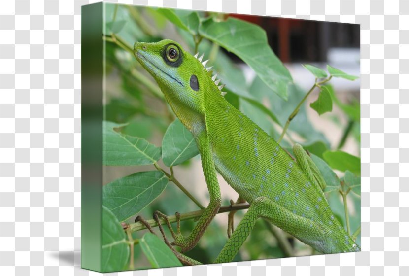 Chameleons Frog Green Anole Transparent PNG