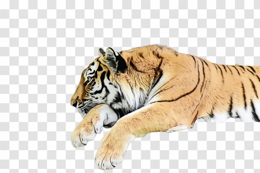 Tiger Wildlife Bengal Siberian Terrestrial Animal - Big Cats Transparent PNG