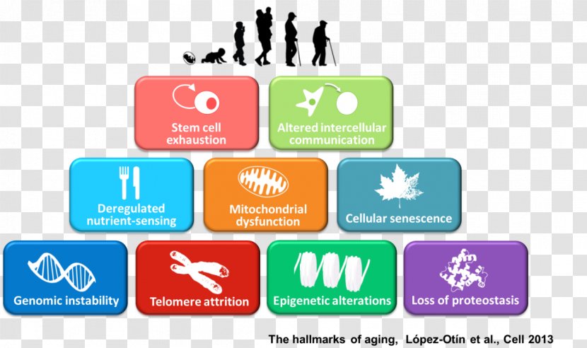 Ageing Cellular Senescence Old Age Health - Disease Transparent PNG