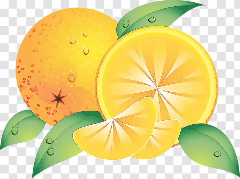 Lemon Drawing - Proform - Lime Grapefruit Transparent PNG