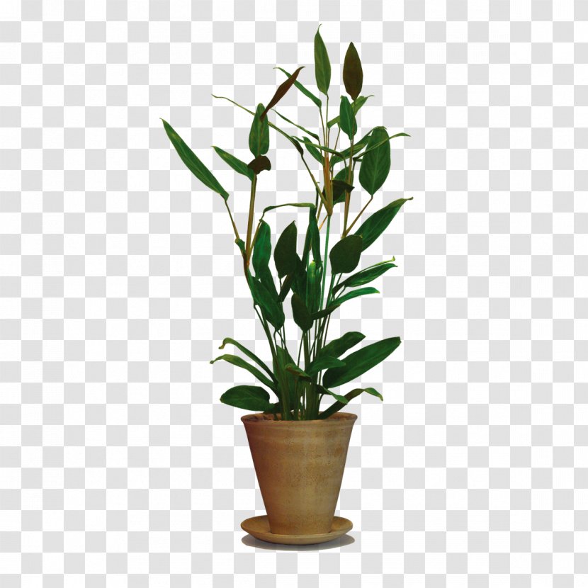 Plant Tree Vine Shrub Flowerpot - Vase - Green Leaves Potted Transparent PNG