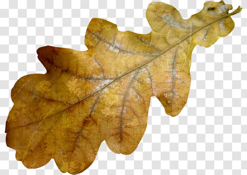 Acorn Oak Clip Art - Autumn Transparent PNG