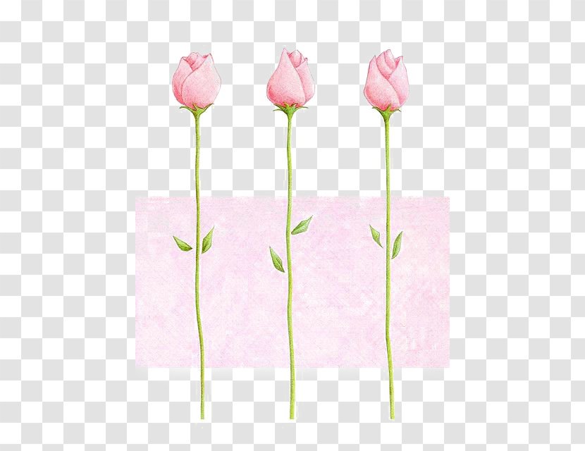 Paper Pink Drawing Rose - Flowering Plant - Roses Transparent PNG