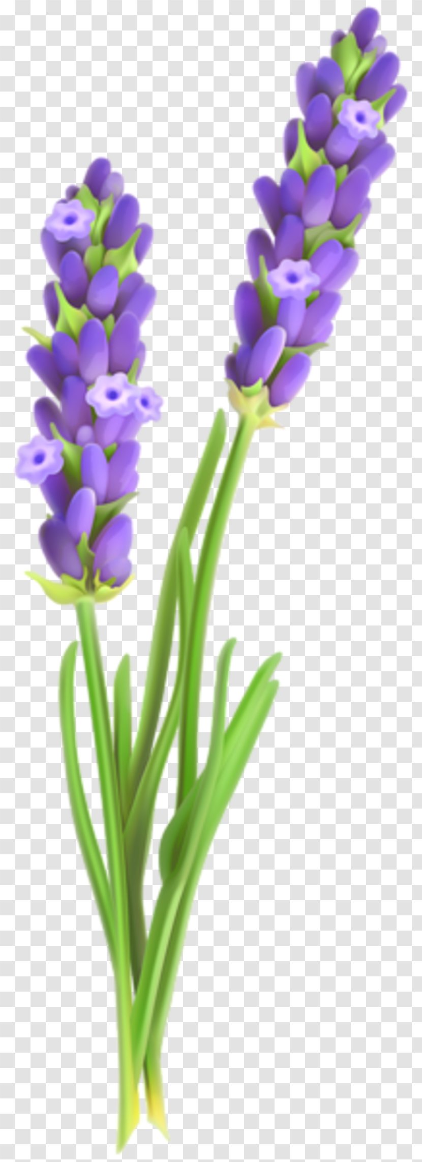 English Lavender French Flower Clip Art - Flowering Plant Transparent PNG