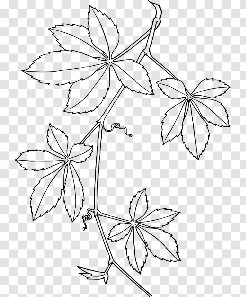 Virginia Creeper Boston Ivy Vine Parthenocissus Vitacea Clip Art - Invertebrate Transparent PNG