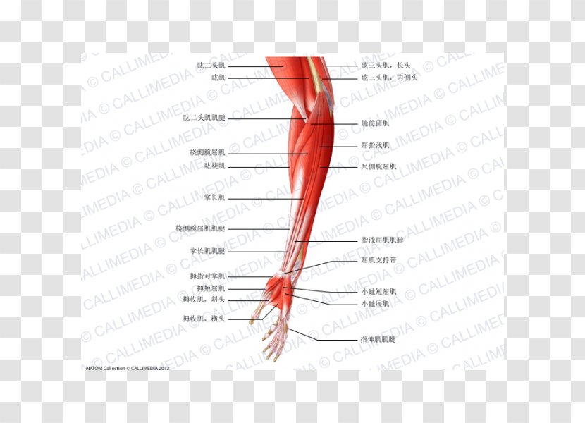 Finger Extensor Digitorum Muscle Elbow Forearm - Silhouette - Arm Transparent PNG