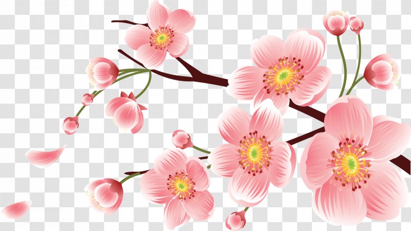 Peach Floral Design Cherry Blossom - Flowering Plant - Https://www.shutterstock.com/image Photo/close Wom Transparent PNG