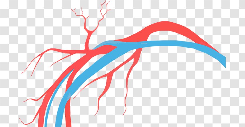 Vascular Surgery Tratamento Disease Vein - Tree - Veins Transparent PNG