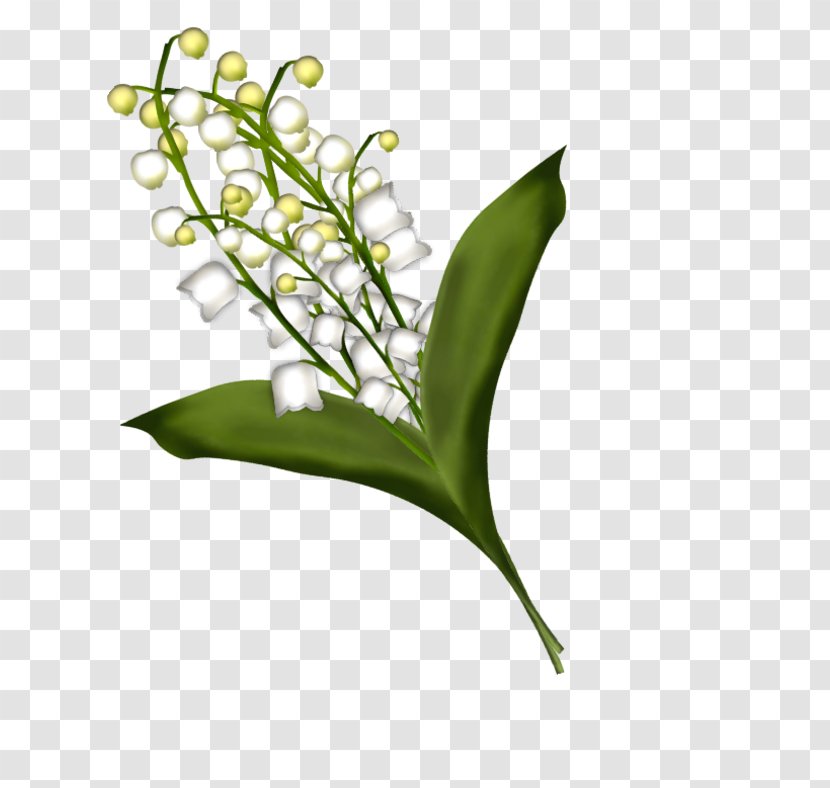 Lily Of The Valley Clip Art - Flower Transparent PNG