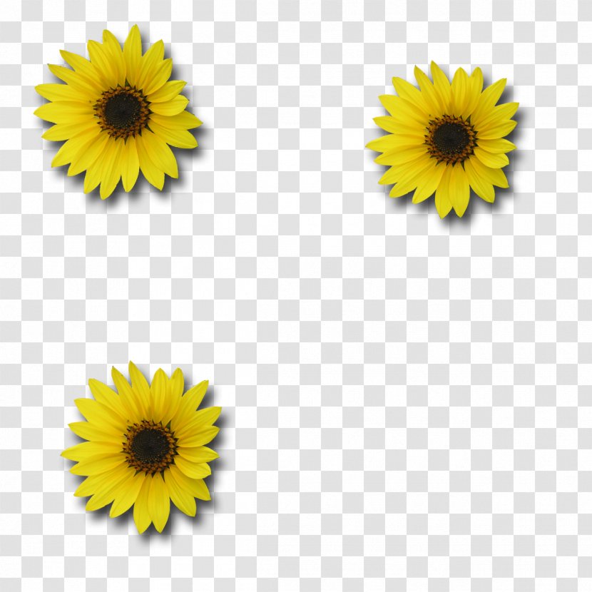 Common Sunflower Digital Scrapbooking - Download Picture Transparent PNG