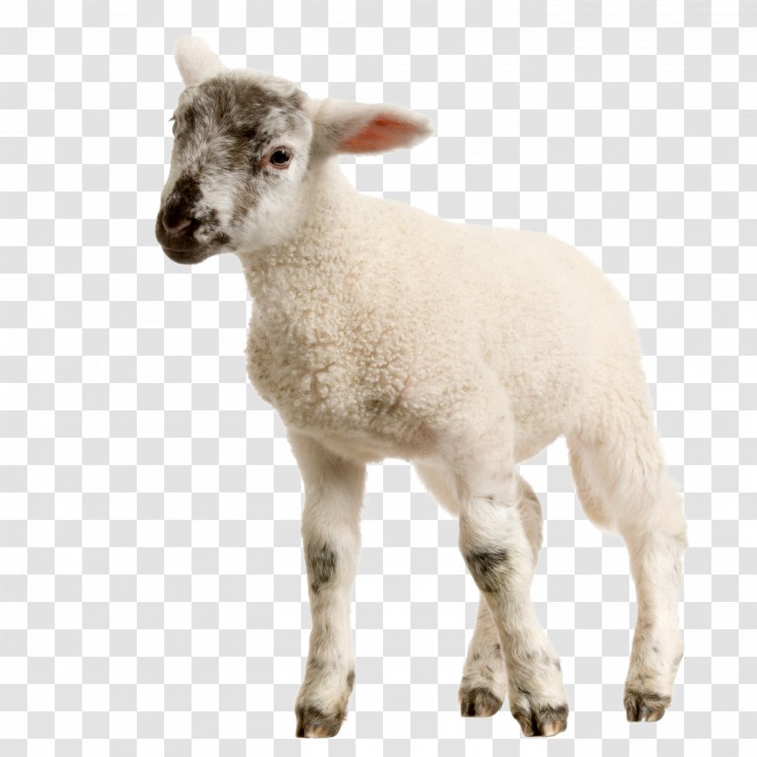 Sheep Lamb And Mutton Stock Photography Goat Transparent PNG