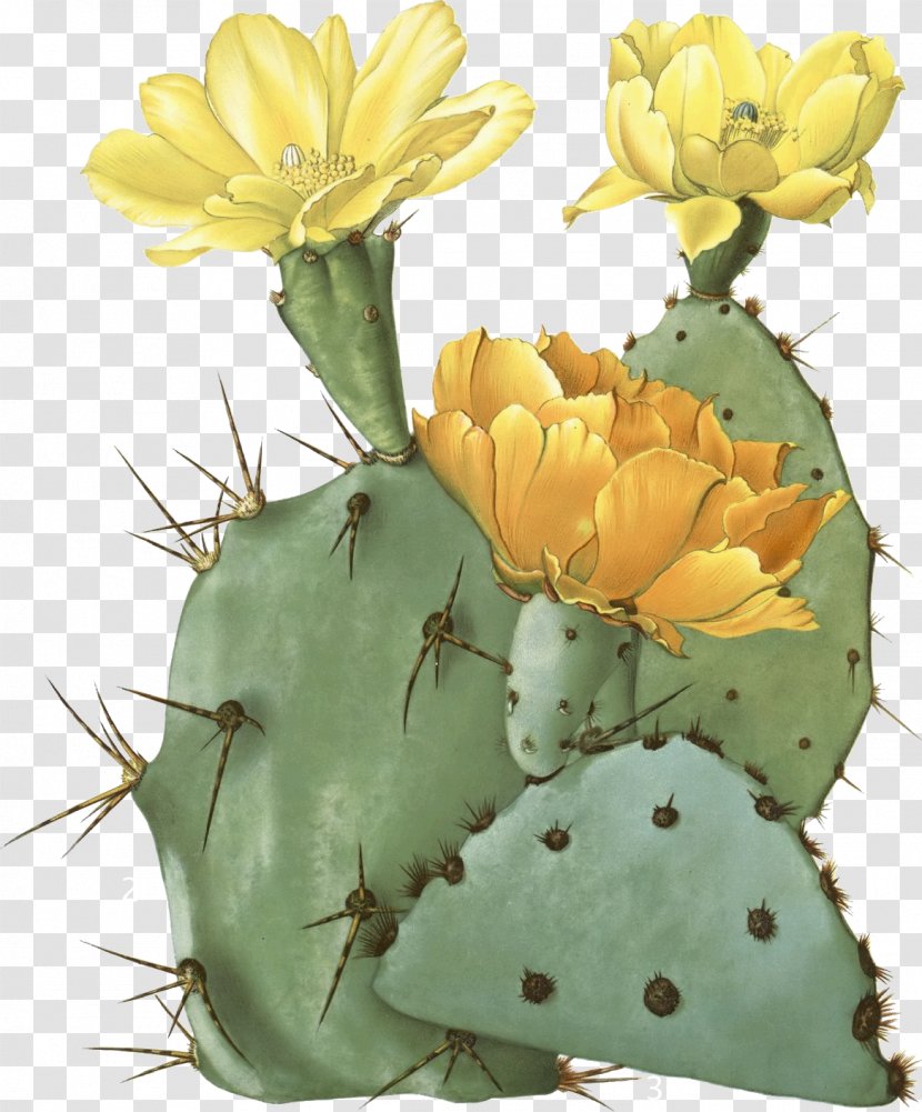The Cactaceae Opuntia Aciculata Botany Botanical Illustration - Flowering Plant - Cactus Transparent PNG
