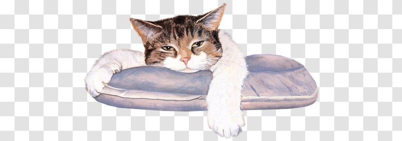Orkut Animation Photobucket - Cat Like Mammal Transparent PNG
