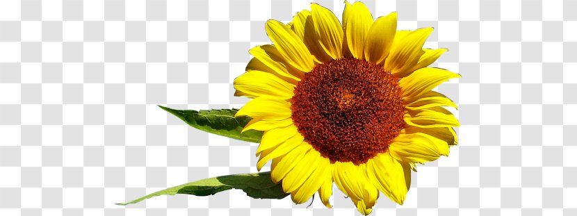 Common Sunflower Daisy Family Seed Desktop Wallpaper - Leaf - Flower Transparent PNG