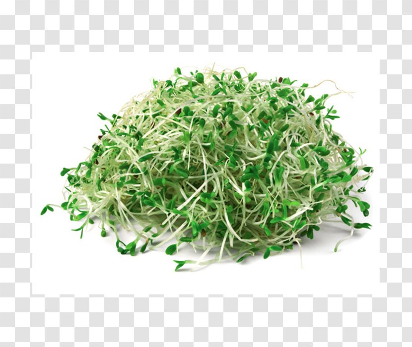 Sprouting Stretch Marks Raw Foodism Organic Food - Alfalfa Sprouts Transparent PNG