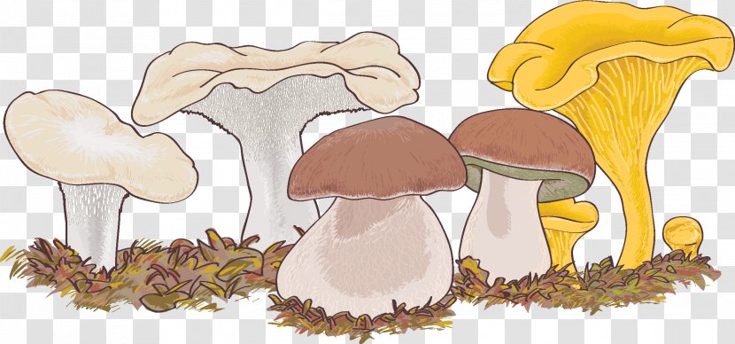 Lingzhi Mushroom Disease Pharmaceutical Drug Clip Art - Tree - Wild Mushrooms Transparent PNG