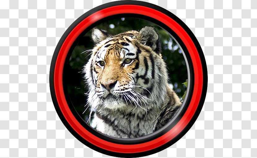 Tiger Android Aptoide Wallpaper - Google Play Transparent PNG