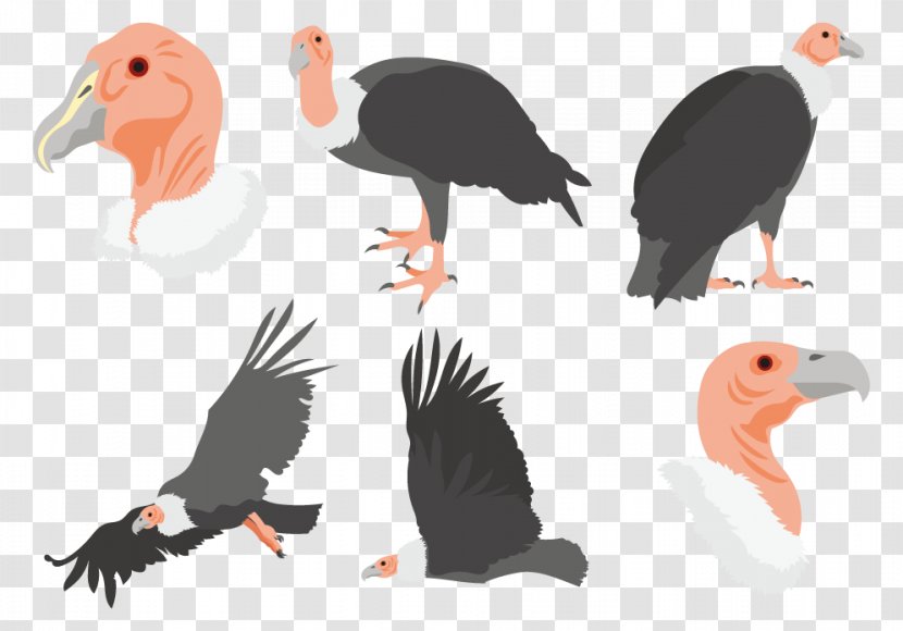 Bird Crane Beak Drawing Condor - Wing - Vulture's Avatar Icon Vector Transparent PNG
