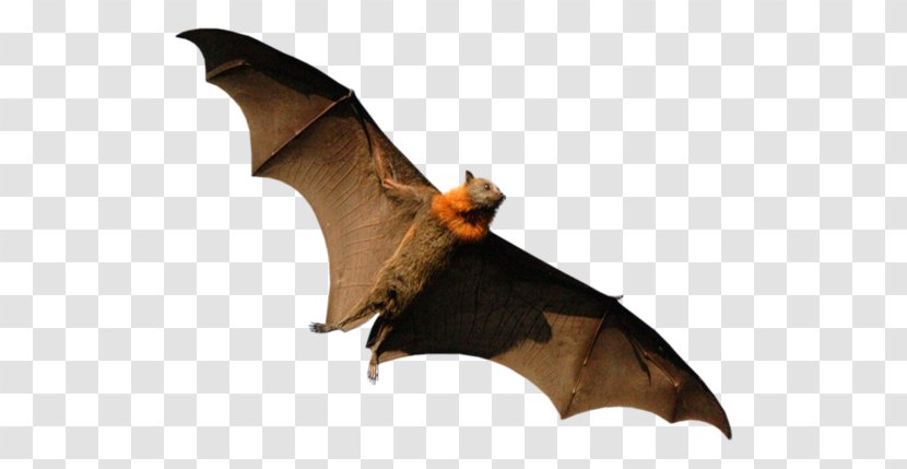 Megabat Lemuroidea Madagascar Madagascan Flying Fox - Wing - Bat Transparent PNG