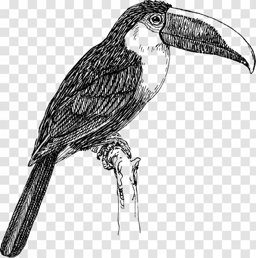 Bird Toco Toucan Drawing White-throated - Channelbilled Transparent PNG