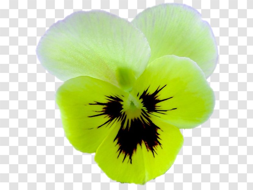 Pansy Green Close-up - Viola - Fat Violet Transparent PNG