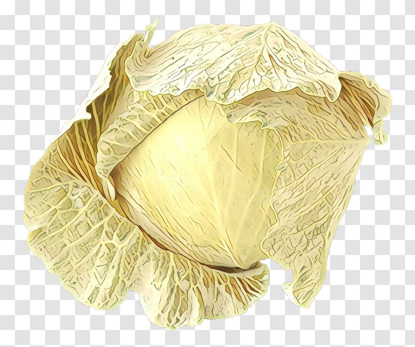 Cauliflower - Beige - Feather Transparent PNG