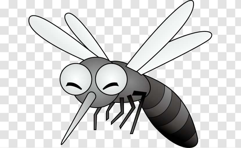 Mosquito Insect Black And White Fly - Pollinator Transparent PNG